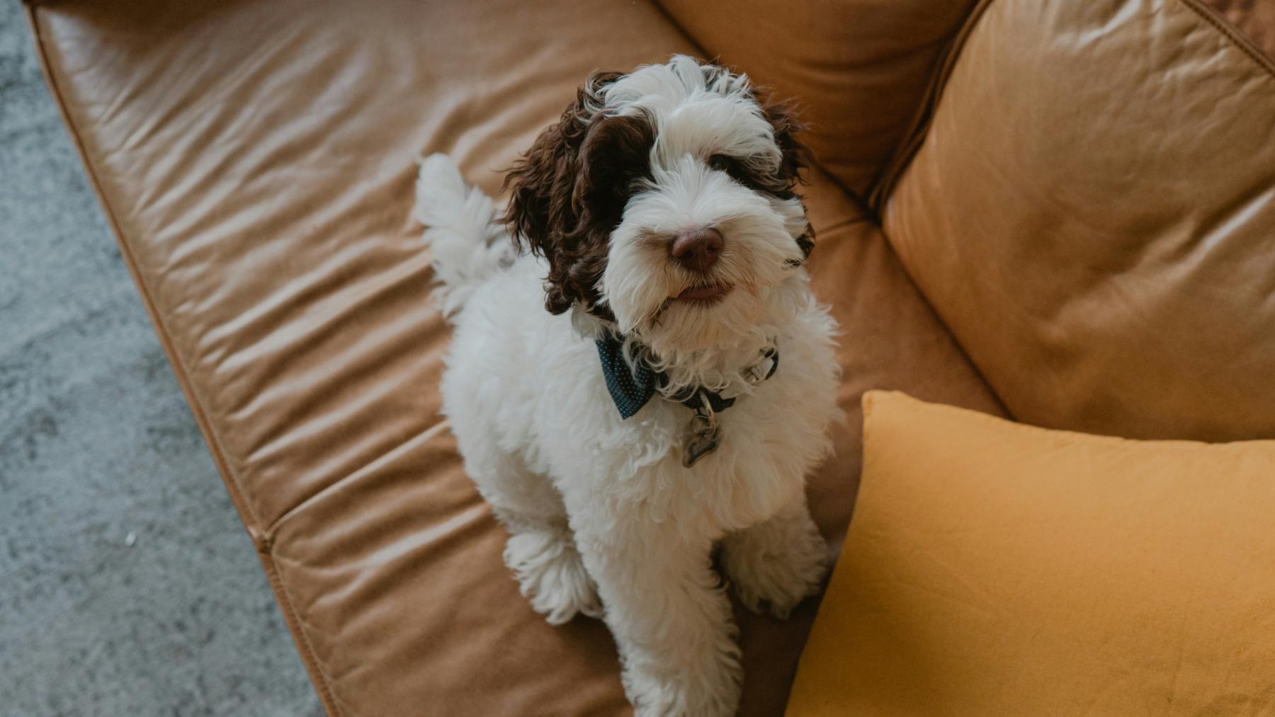 We welcome all your furry friends We welcome all your furry friends