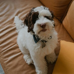 We welcome all your furry friends a dog lying on a couch